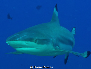 Shark- Black Tip , this kind of shark follow the divers d... by Dario Romeo 